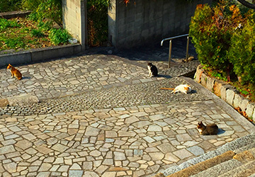 記者,コラム,猫,フン,拾う,野良猫,保護猫,猫好き