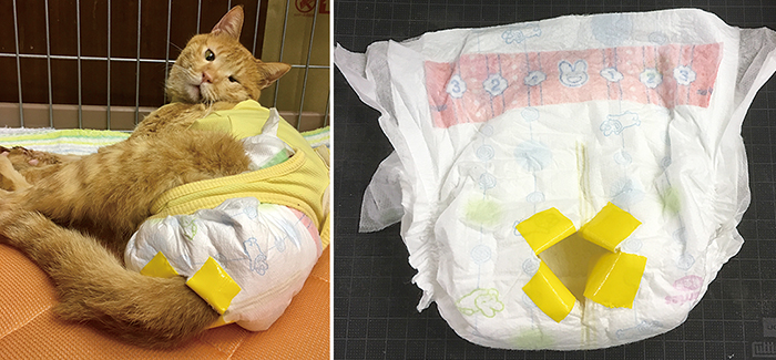 記者コラム,オムツ,人間用,赤ちゃん,費用,吸収力,動物