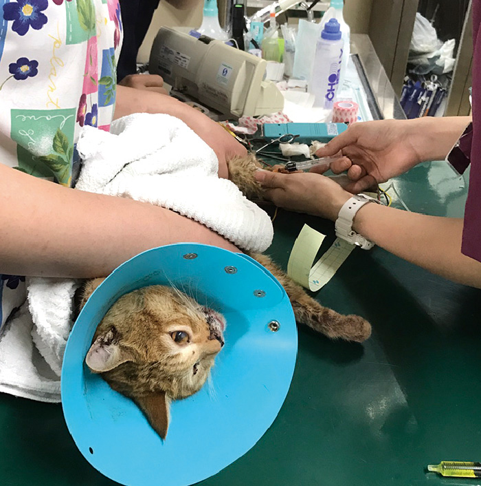 交通事故にあった猫を保護してしまいました  SKIP