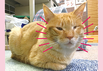 保護猫,陸,事故,回復,記者,コラム,マザー, ルーフ,福岡