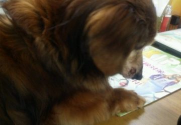 マザー,ルーフ,保護犬,スキッパー,〆切,SKIP