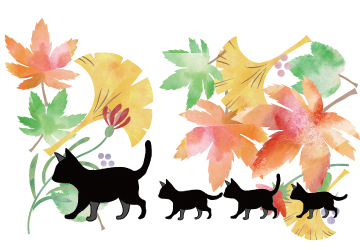 マザー,ルーフ,福岡,保護犬,保護猫,ボランティア,外猫