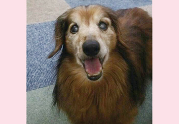 マザー,ルーフ,保護犬,保護猫,高齢犬,ミニチュア,ダックス