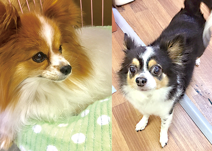 マザー,ルーフ,福岡,保護,猫,犬,里親,ボランティア