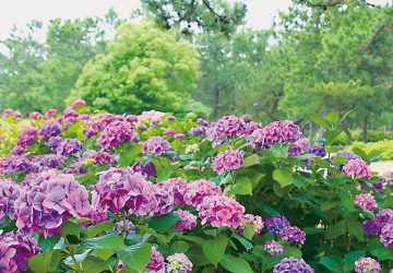 お出かけ,紫陽花,温泉,福岡,筥崎宮,海の中道,原鶴温泉