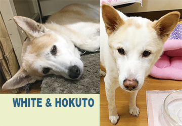 マザー,ルーフ,福岡,高齢犬,保護犬,震え,病気,動物病院