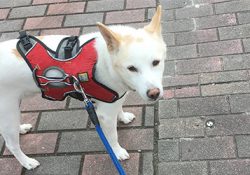 北斗と久しぶりにお散歩に行ってきました。