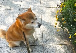 お花見は桜だけじゃないんですね！