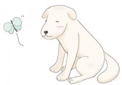 高齢になった犬に関節炎が発症。改善策は？