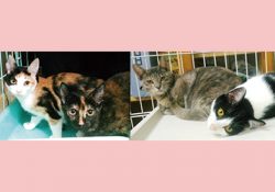 去年の夏生まれの子猫たちが避妊手術に行きました。