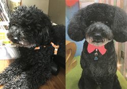 トリミングの大切さを実感している