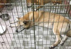 動物たちがゆっくりできる部屋が欲しい