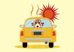 動物の熱中症は危険です。