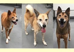 今月の動物たち  犯人は誰？