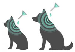 犬や猫には一年中ノミ・ダニ駆除は必須です。