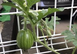 コロナ禍で人気の家庭菜園にチャレンジ
