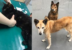 犬猫の癌。手術が可能か不可能かどこで判別？