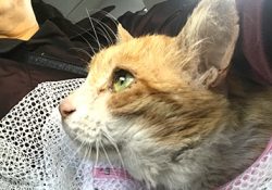 保護した猫が1週間過ぎたので再度病院へ