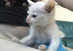 骨折していた赤ちゃん猫は回復できずに･･･