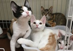 4匹の仔猫たちはワクチンと血液検査をする