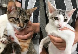 2匹の仔猫たちが里親さんの家族の一員に