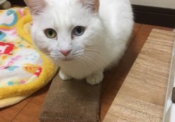 クリスです