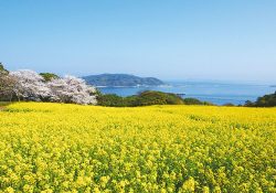 春になったら出かけたい！〜おすすめスポット