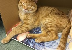 眠る陸くんを見てシアワセな気分になる