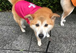 雨の日もレインコートがあれば大丈夫