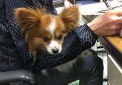 具合が悪いピーチ。２階に来る。