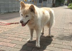 テッテッテッとマロンさんがやって来ます