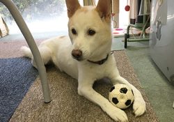 AM03:00開始の試合を見てしまうダメ社会人