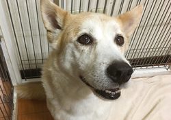 4階の犬たちが食事中に威嚇しあいます！