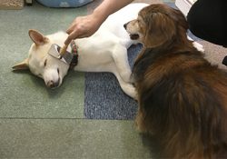 ブラッシングで被毛が舞うスキップ編集部
