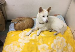 スキップ編集部に新しいベッド搬入です。