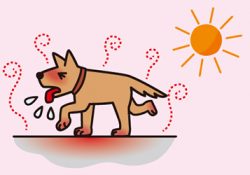 これからの暑さ対策は万全ですか？