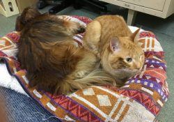 陸くんは犬さんが好きらしい。