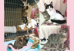 子猫たちは大きくなりました。