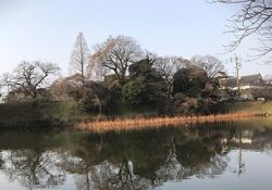 鳥たちに優しい福岡市に感謝