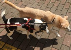 お散歩に行こうとするチャリー＆サキ